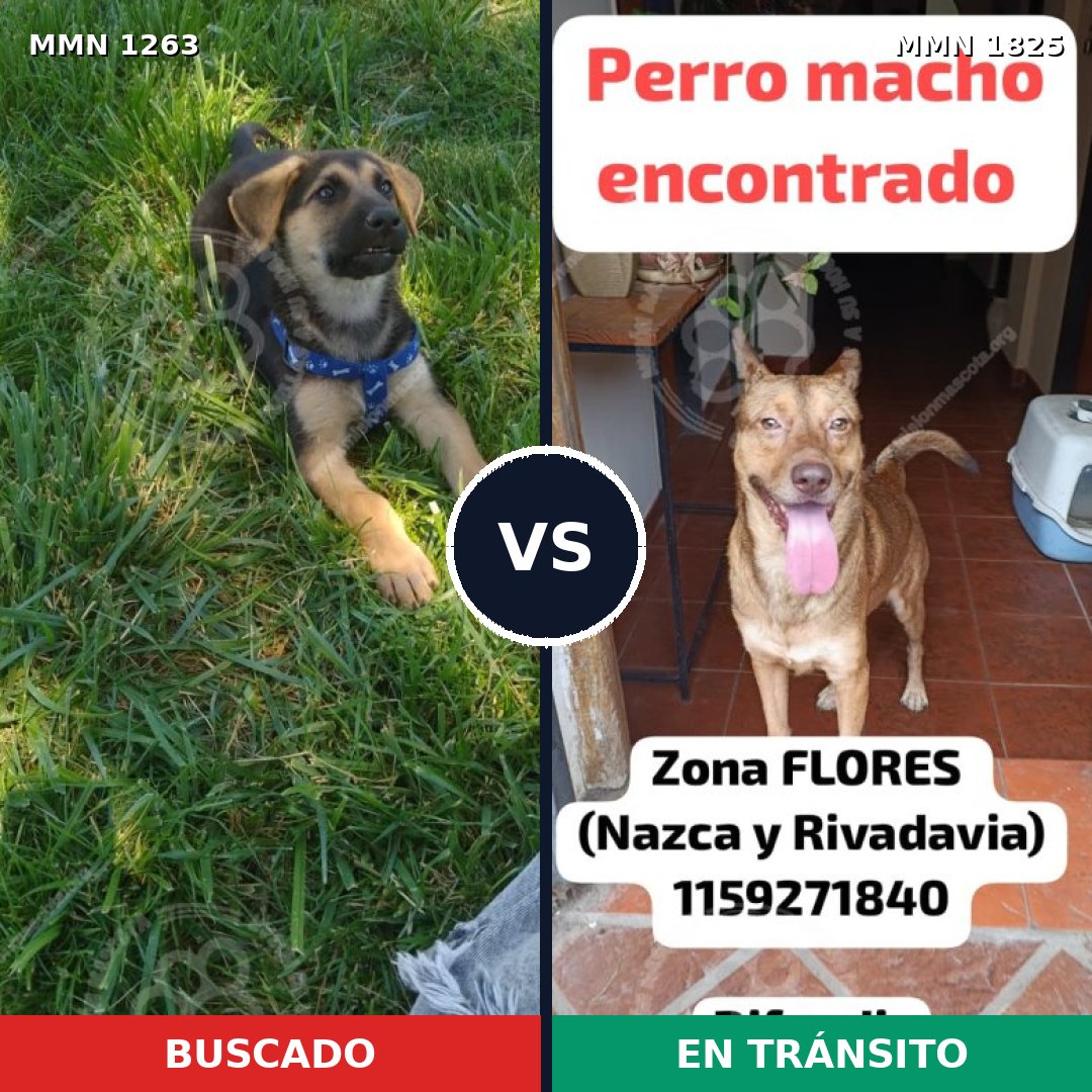 Comparativa MMS 40214: mascota perdida y mascota encontrada, 30% de similitud