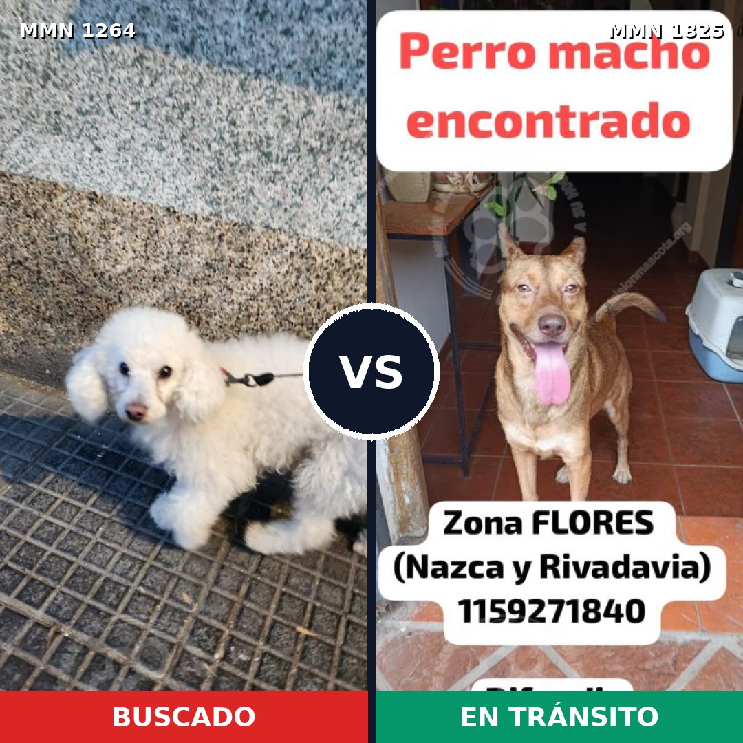 Comparativa MMS 40215: mascota perdida y mascota encontrada, 45% de similitud