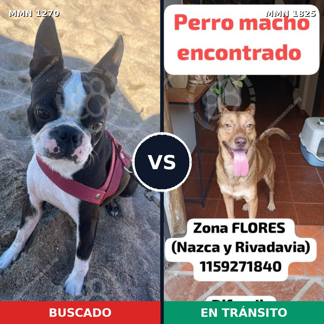 Comparativa MMS 40216: mascota perdida y mascota encontrada, 43% de similitud