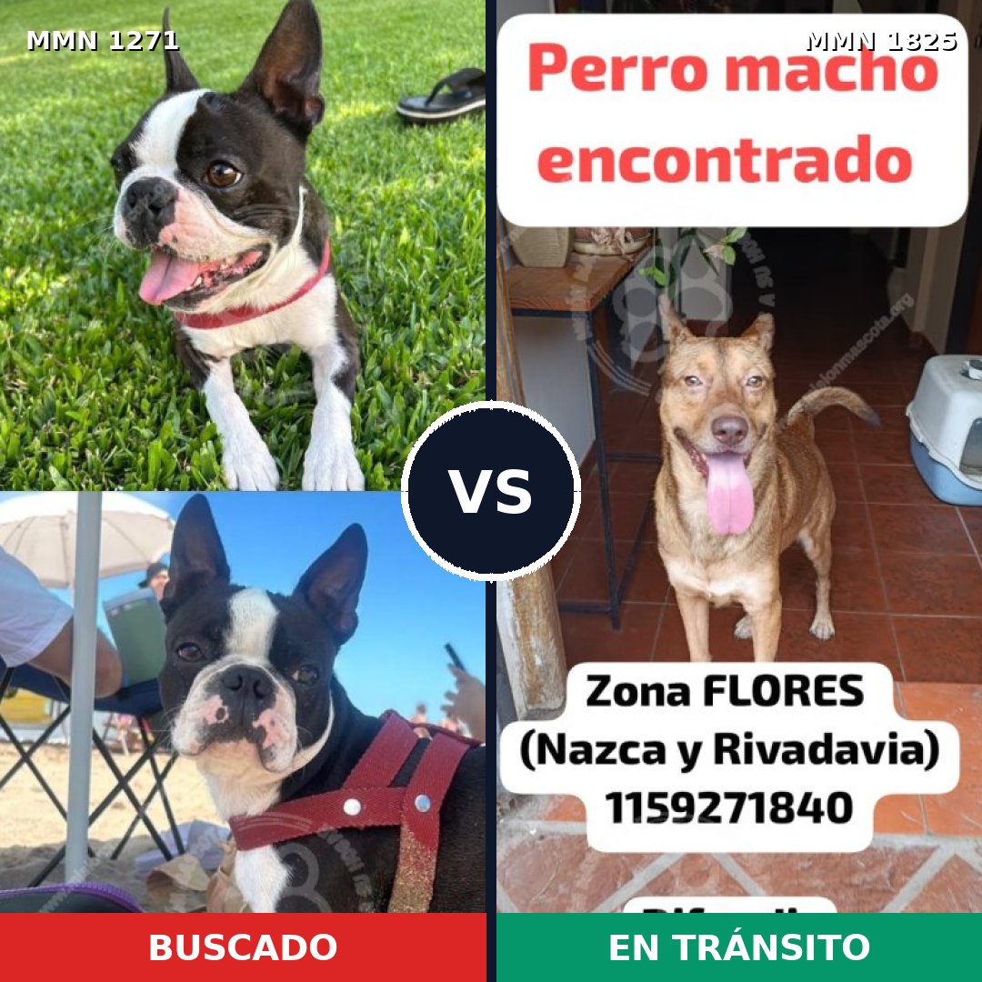 Comparativa MMS 40217: mascota perdida y mascota encontrada, 43% de similitud