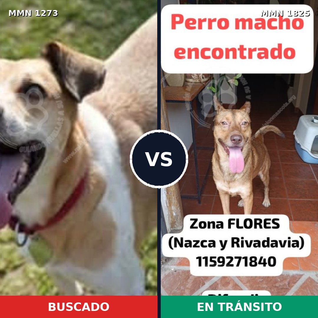 Comparativa MMS 40219: mascota perdida y mascota encontrada, 71% de similitud