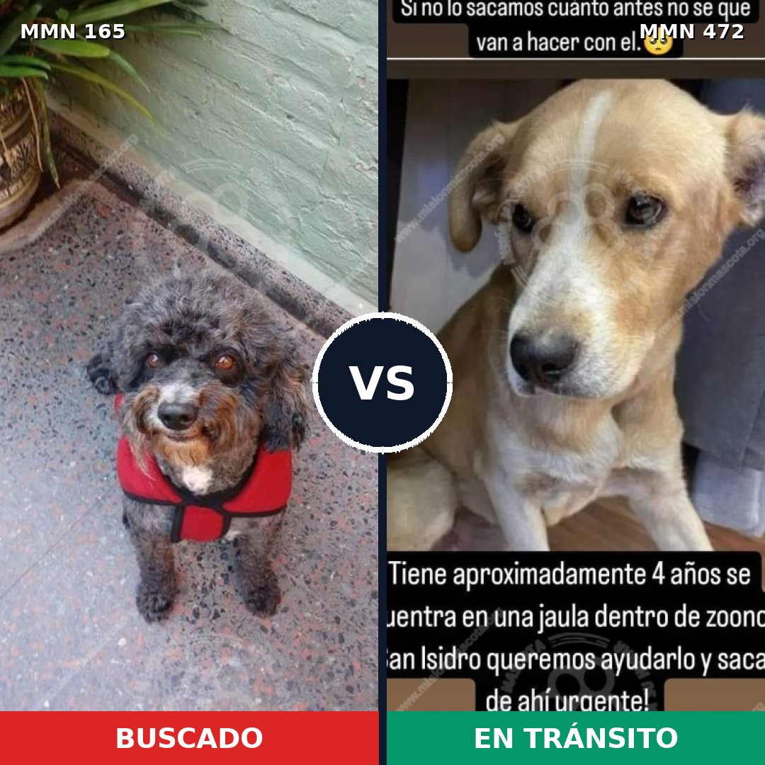 Comparativa MMS 4022: mascota perdida y mascota encontrada, 29% de similitud