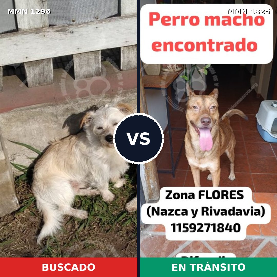 Comparativa MMS 40223: mascota perdida y mascota encontrada, 71% de similitud