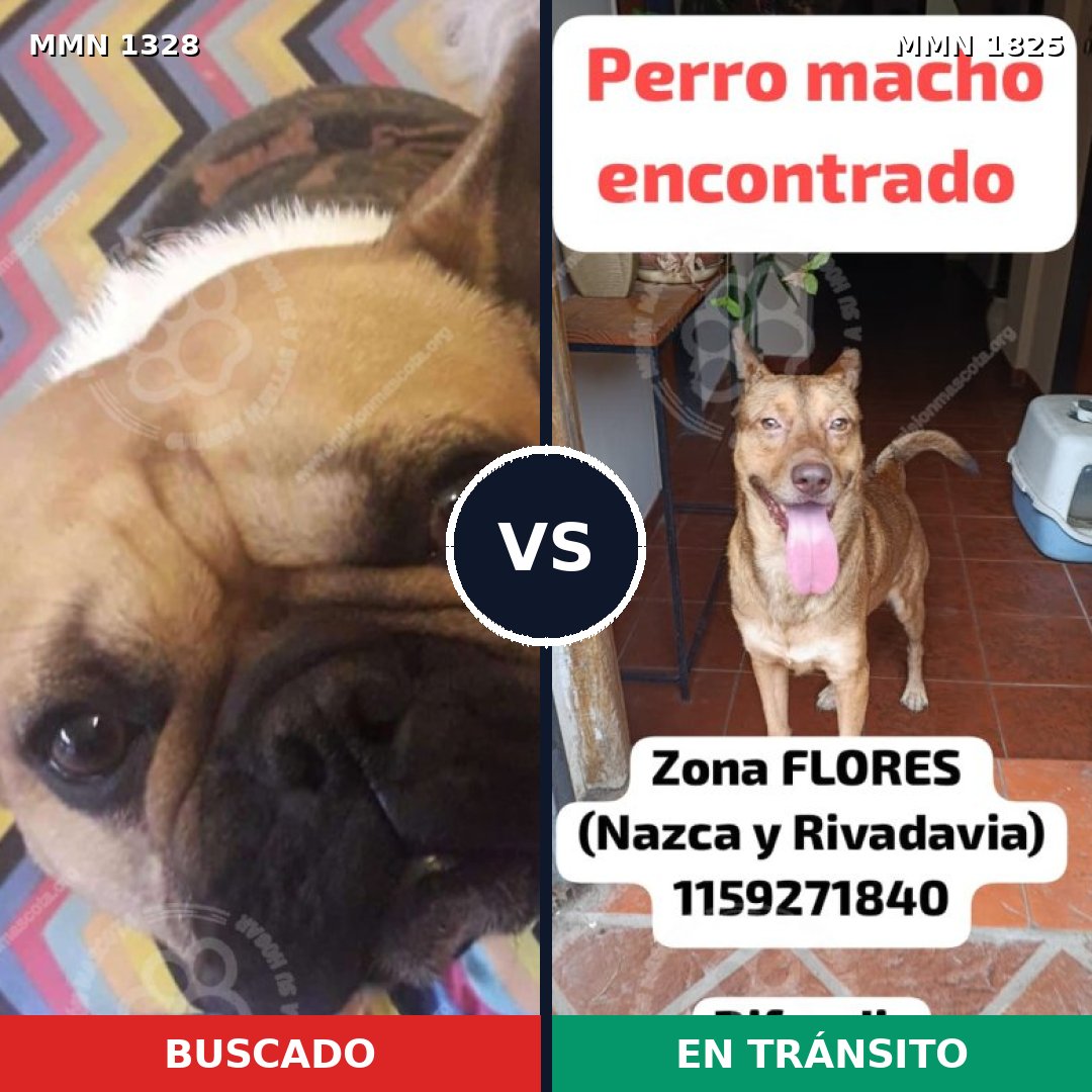 Comparativa MMS 40227: mascota perdida y mascota encontrada, 53% de similitud