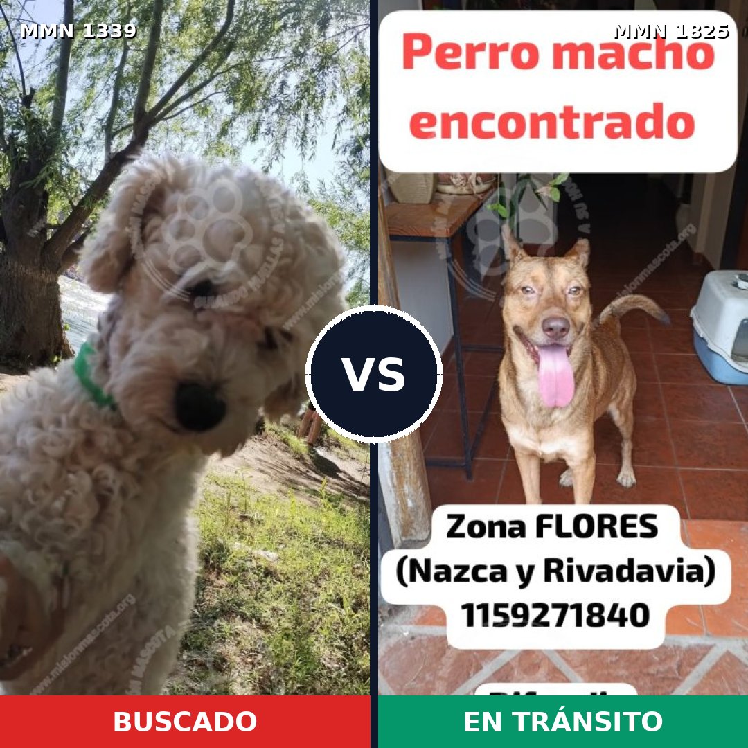 Comparativa MMS 40229: mascota perdida y mascota encontrada, 42% de similitud