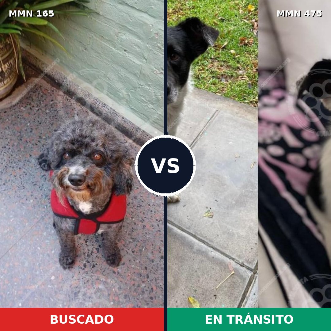 Comparativa MMS 4023: mascota perdida y mascota encontrada, 71% de similitud