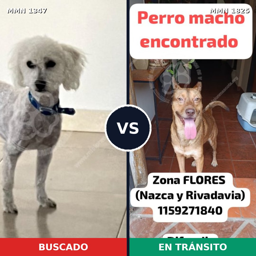 Comparativa MMS 40230: mascota perdida y mascota encontrada, 40% de similitud