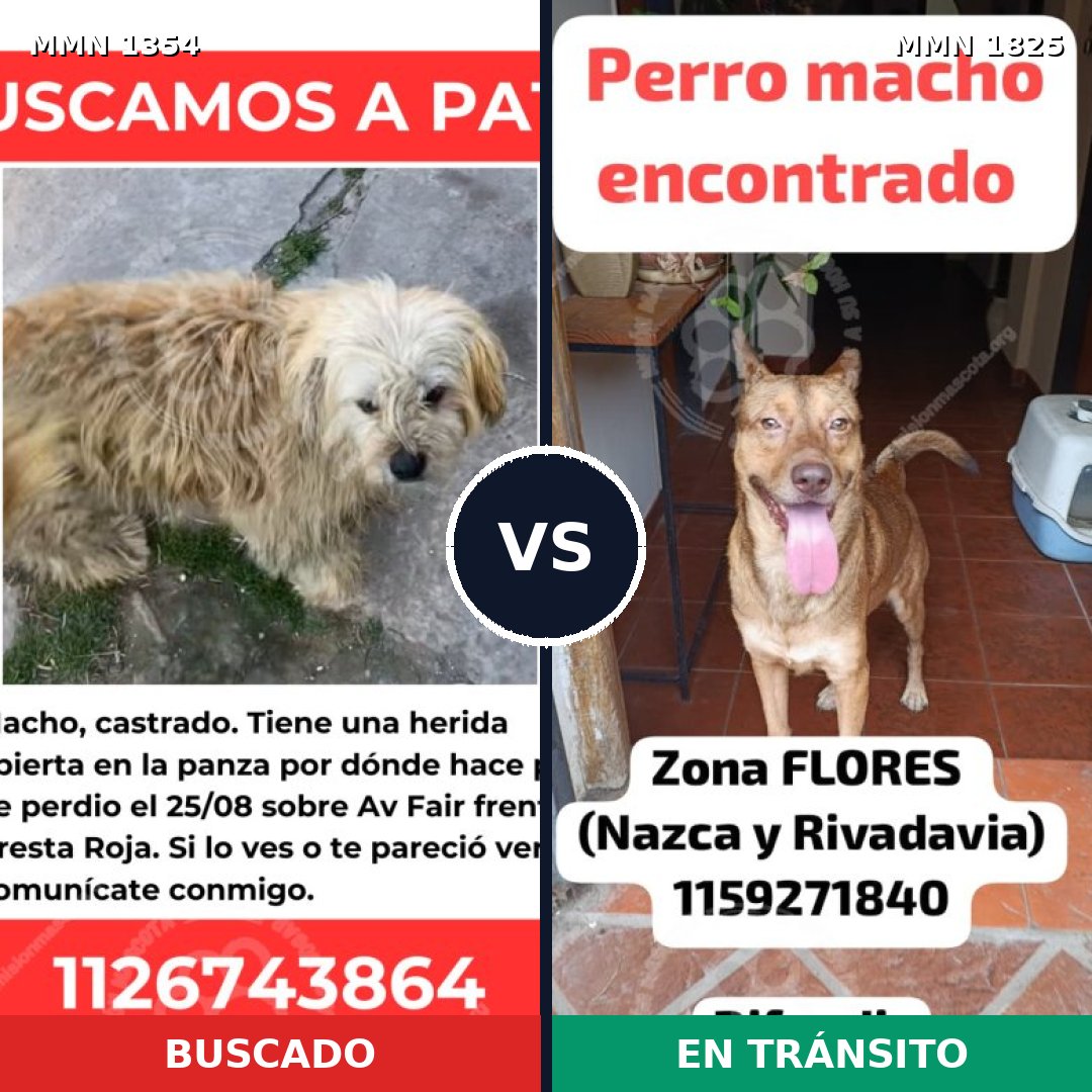 Comparativa MMS 40231: mascota perdida y mascota encontrada, 76% de similitud