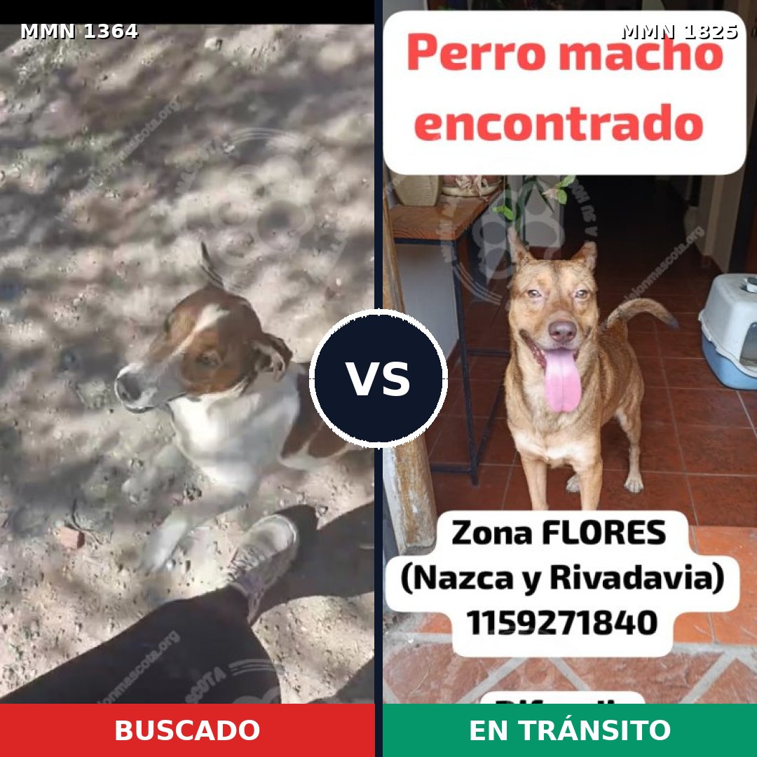 Comparativa MMS 40232: mascota perdida y mascota encontrada, 36% de similitud
