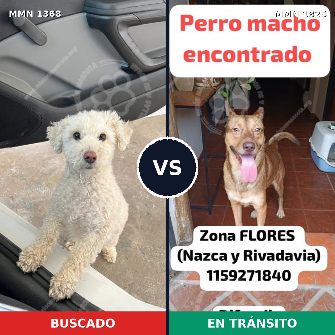 Comparativa MMS 40233: mascota perdida y mascota encontrada, 44% de similitud