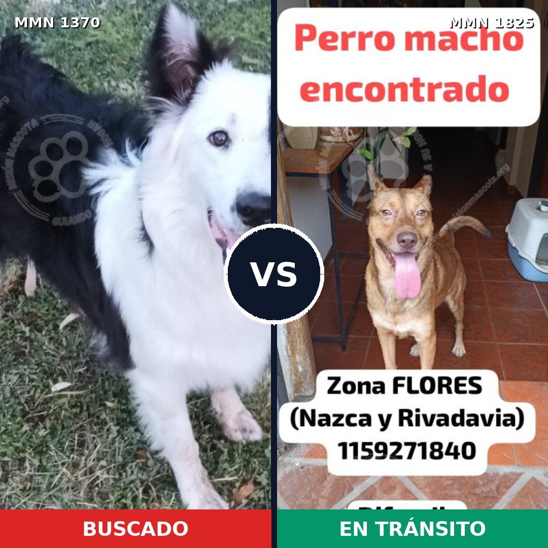 Comparativa MMS 40234: mascota perdida y mascota encontrada, 41% de similitud