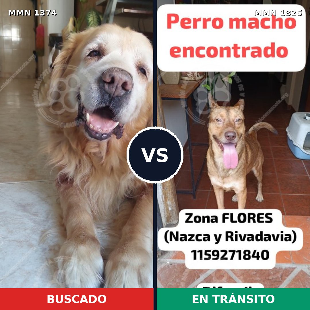 Comparativa MMS 40236: mascota perdida y mascota encontrada, 48% de similitud