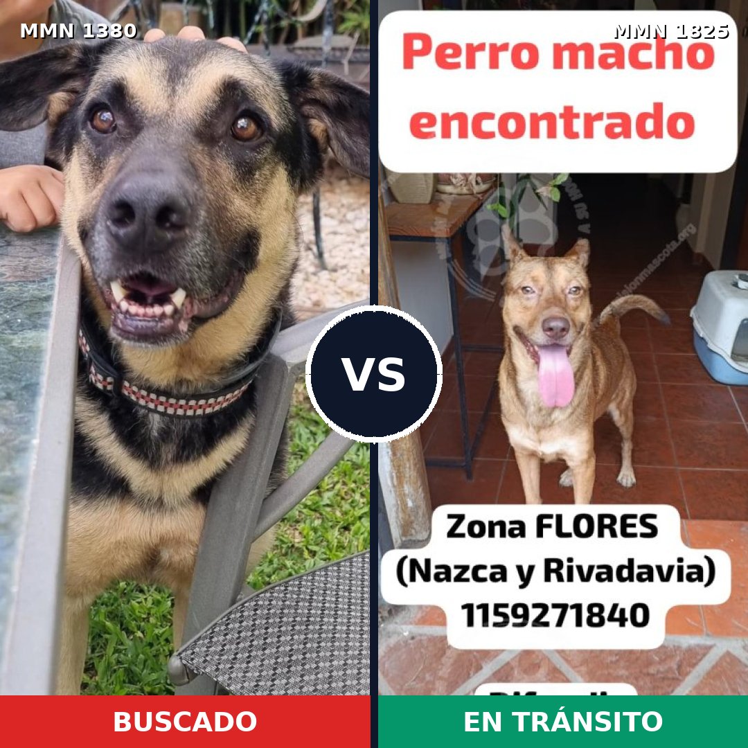Comparativa MMS 40238: mascota perdida y mascota encontrada, 58% de similitud