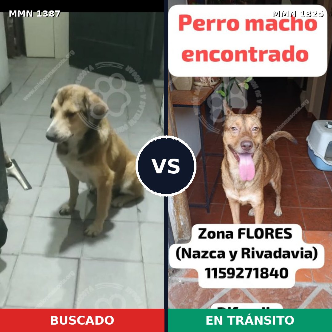 Comparativa MMS 40240: mascota perdida y mascota encontrada, 79% de similitud