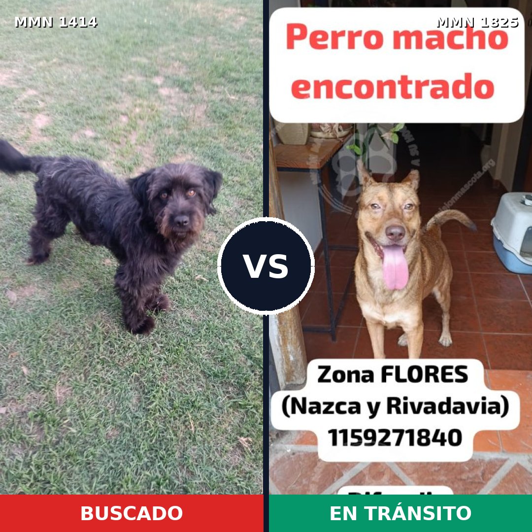 Comparativa MMS 40242: mascota perdida y mascota encontrada, 48% de similitud