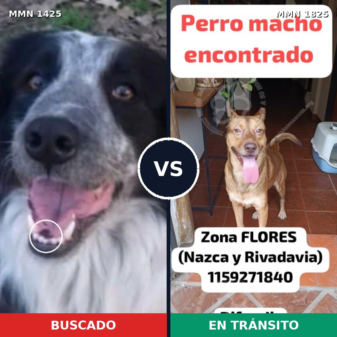 Comparativa MMS 40244: mascota perdida y mascota encontrada, 49% de similitud