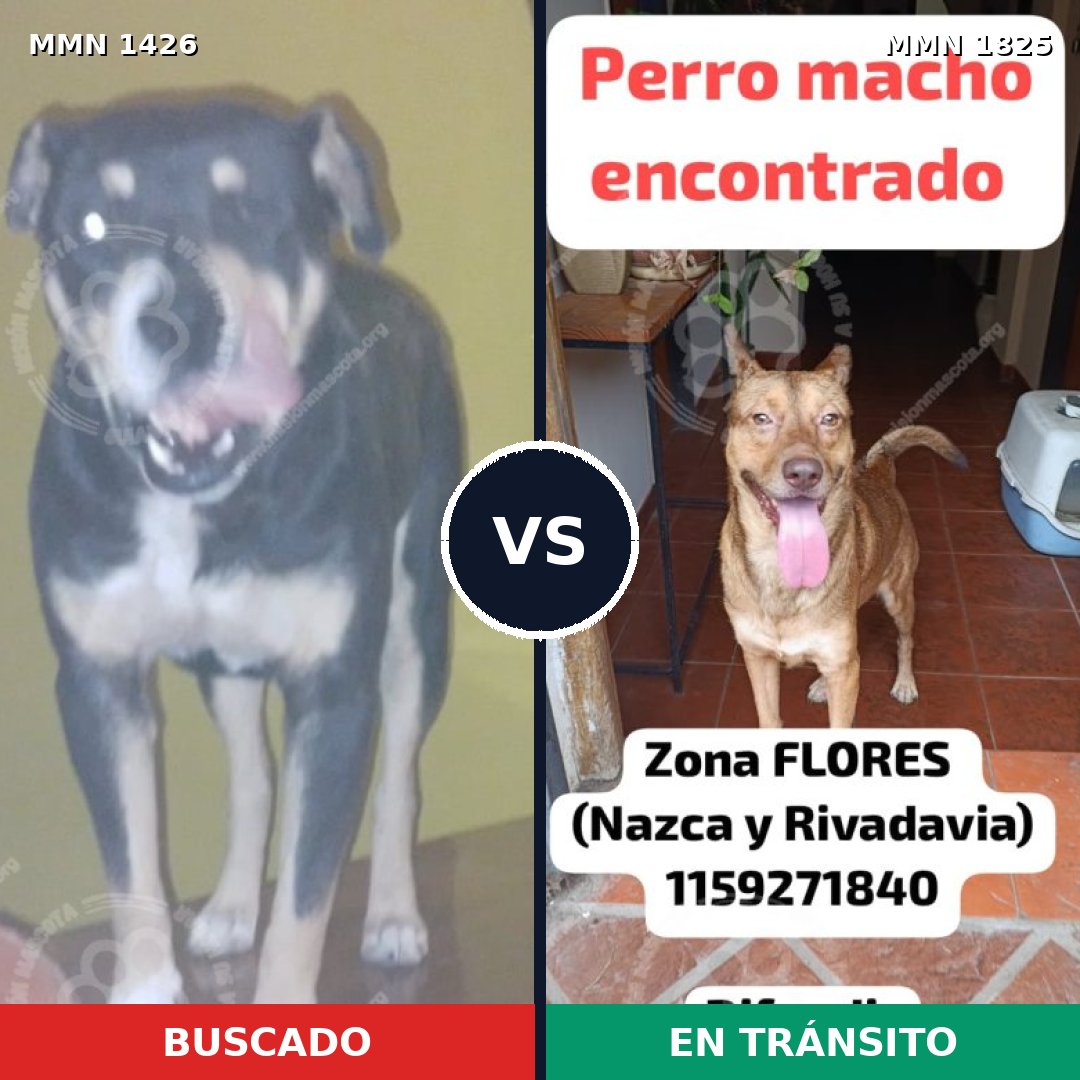 Comparativa MMS 40245: mascota perdida y mascota encontrada, 73% de similitud