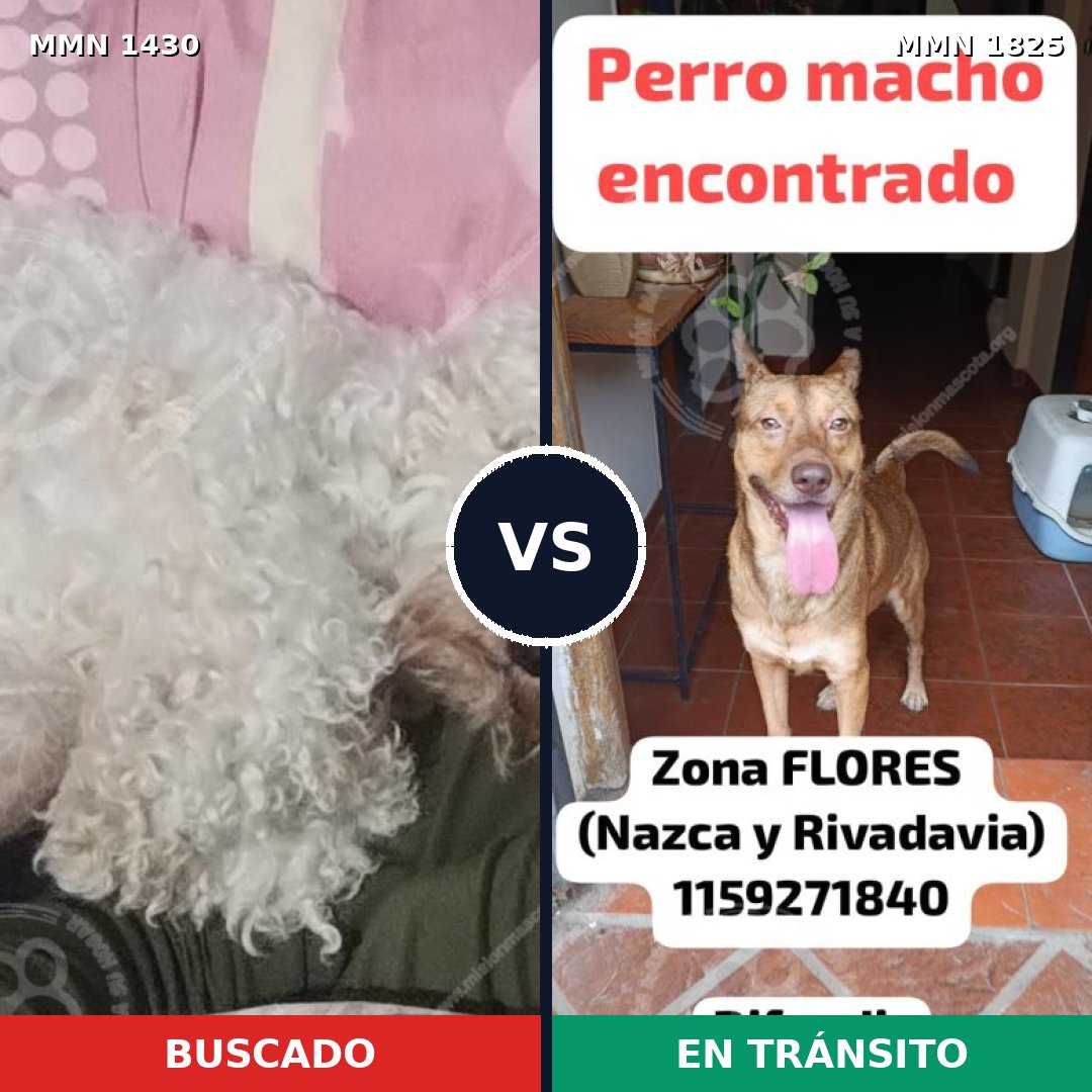 Comparativa MMS 40246: mascota perdida y mascota encontrada, 47% de similitud