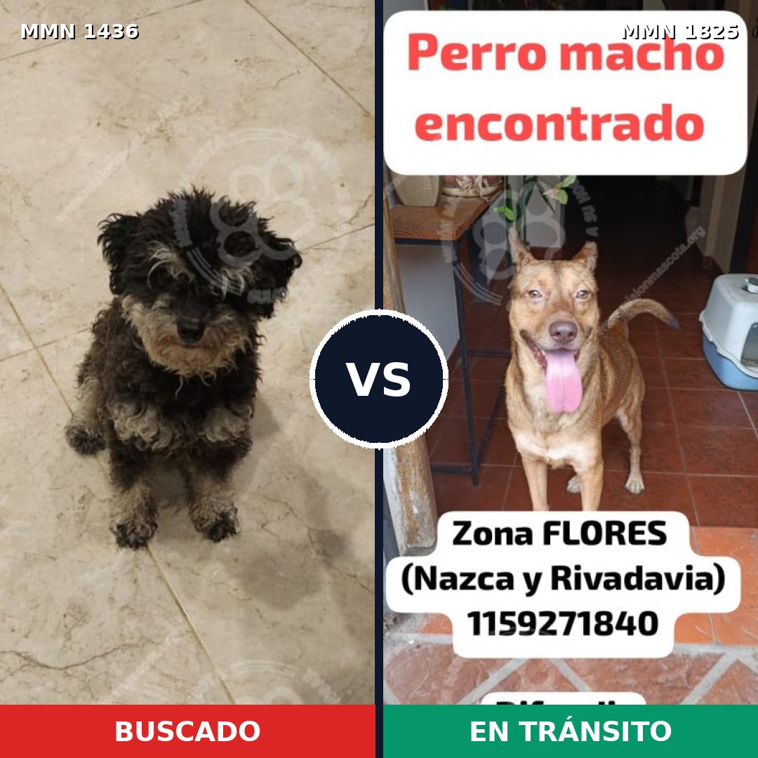 Comparativa MMS 40248: mascota perdida y mascota encontrada, 61% de similitud