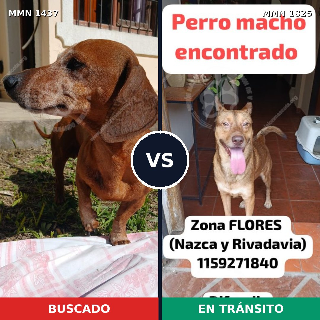 Comparativa MMS 40249: mascota perdida y mascota encontrada, 31% de similitud