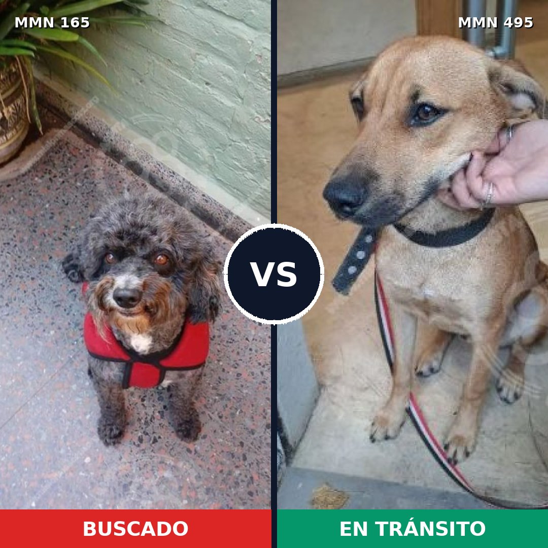 Comparativa MMS 4025: mascota perdida y mascota encontrada, 47% de similitud