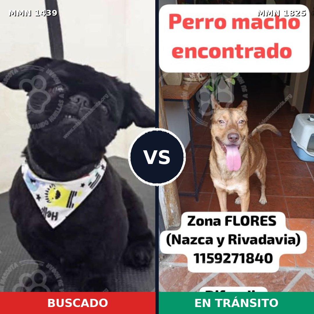 Comparativa MMS 40250: mascota perdida y mascota encontrada, 27% de similitud