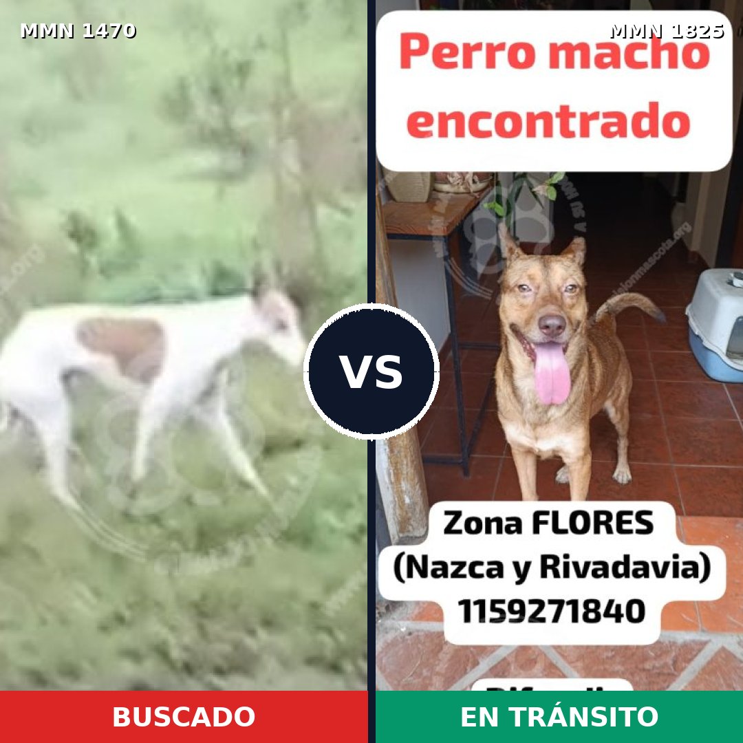 Comparativa MMS 40255: mascota perdida y mascota encontrada, 55% de similitud