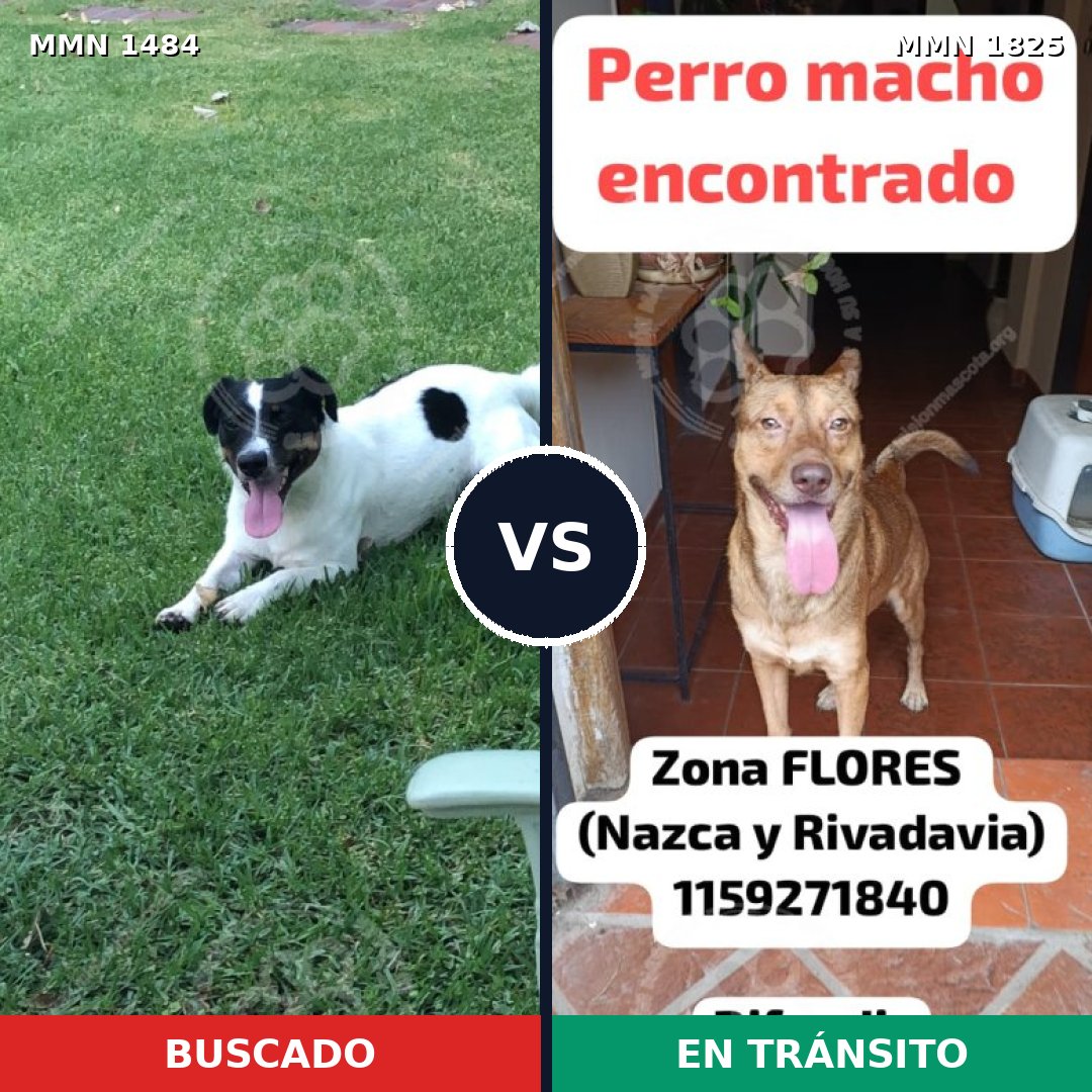Comparativa MMS 40257: mascota perdida y mascota encontrada, 42% de similitud