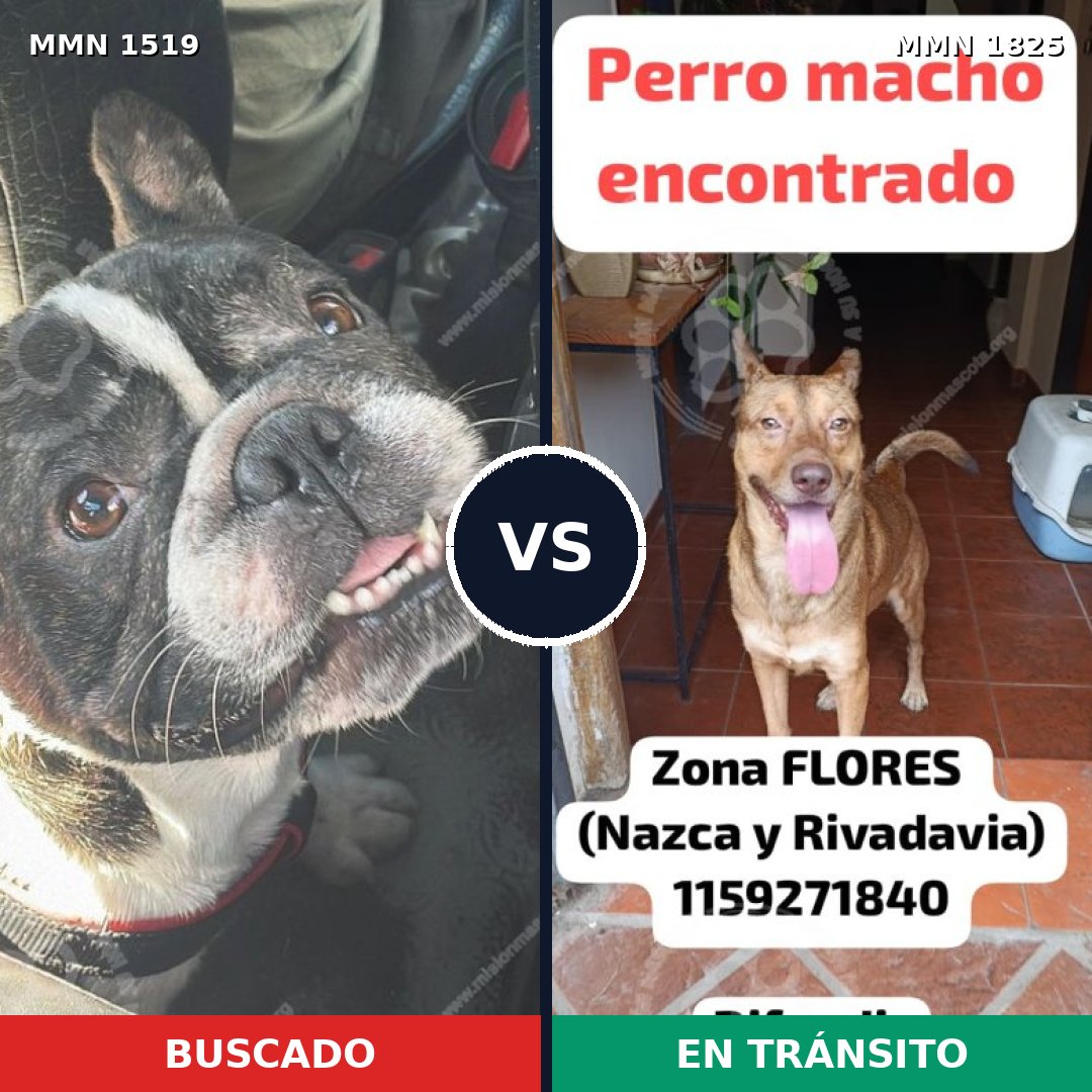 Comparativa MMS 40258: mascota perdida y mascota encontrada, 49% de similitud