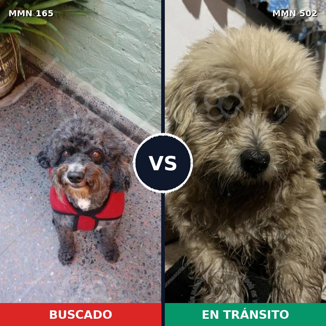 Comparativa MMS 4026: mascota perdida y mascota encontrada, 22% de similitud