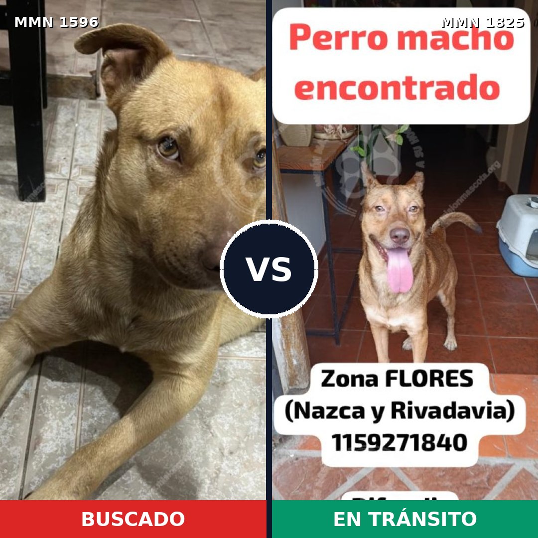 Comparativa MMS 40262: mascota perdida y mascota encontrada, 71% de similitud