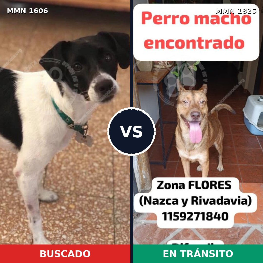 Comparativa MMS 40263: mascota perdida y mascota encontrada, 59% de similitud