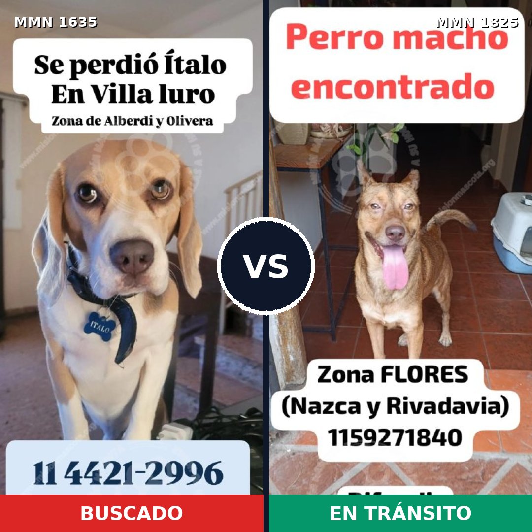 Comparativa MMS 40265: mascota perdida y mascota encontrada, 40% de similitud