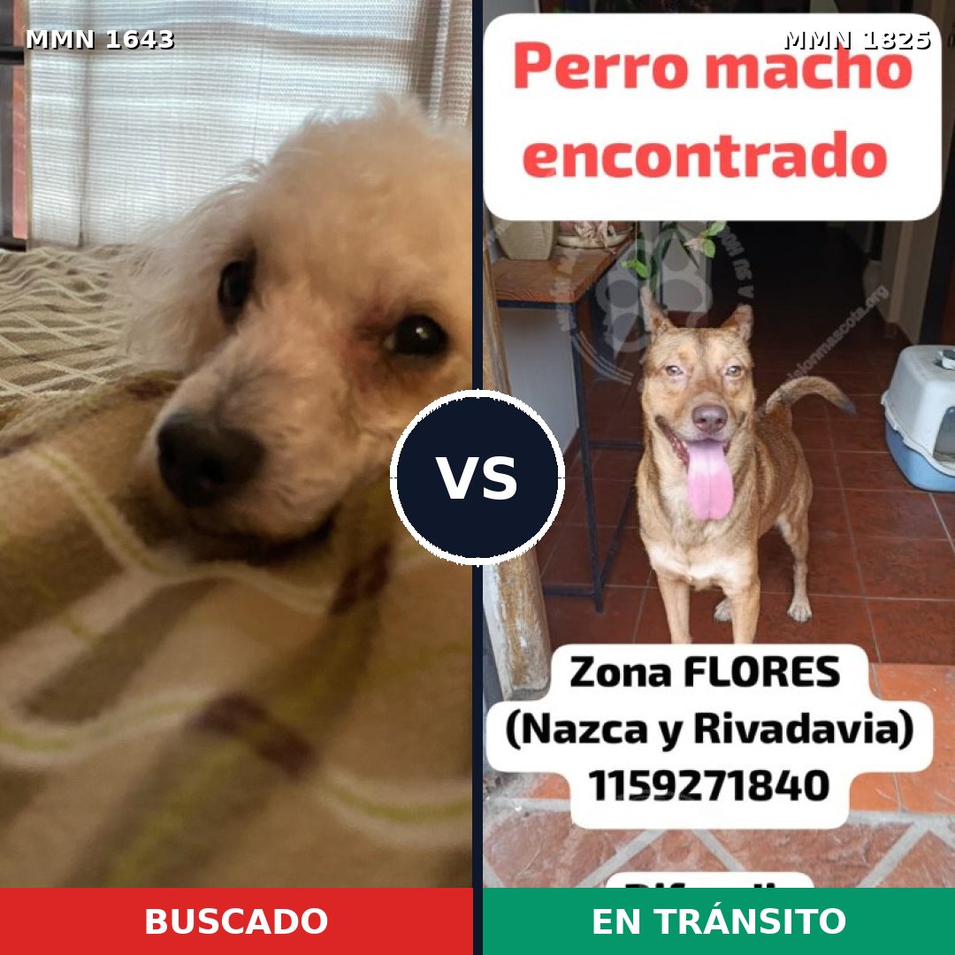 Comparativa MMS 40266: mascota perdida y mascota encontrada, 46% de similitud
