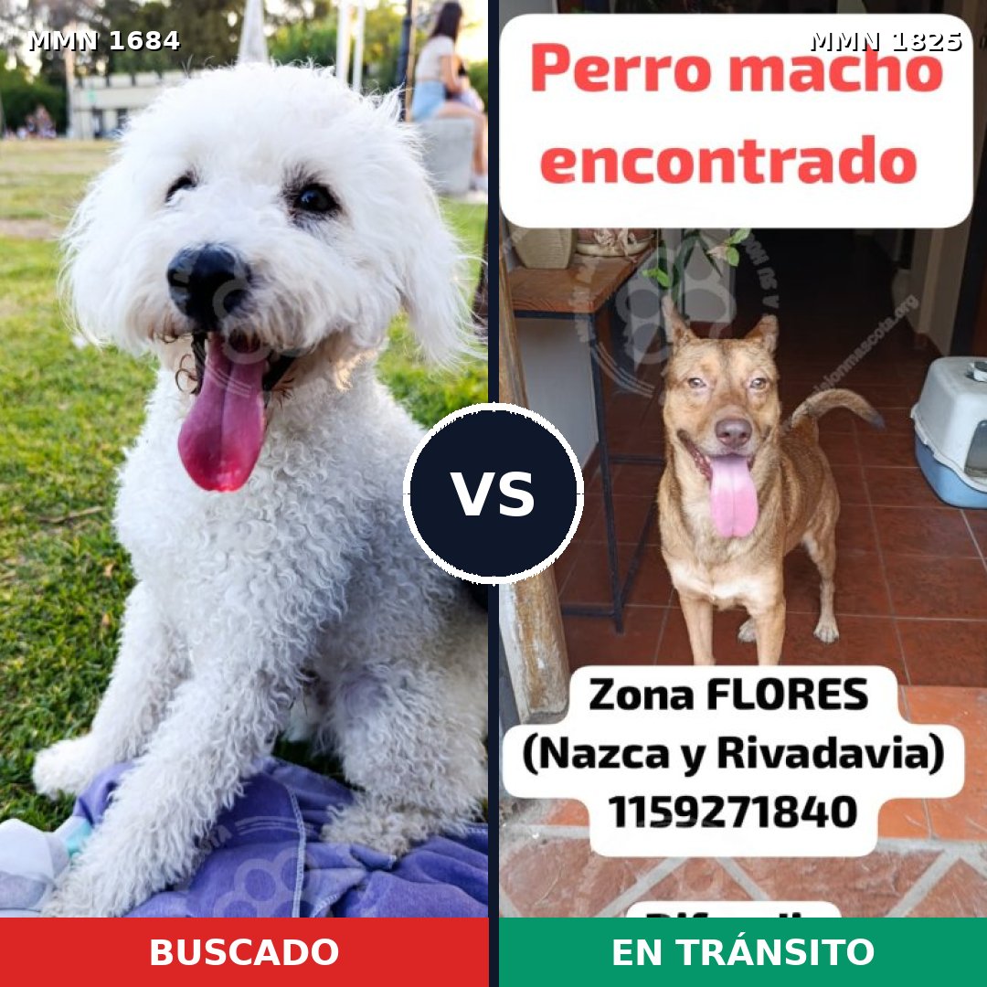 Comparativa MMS 40268: mascota perdida y mascota encontrada, 46% de similitud