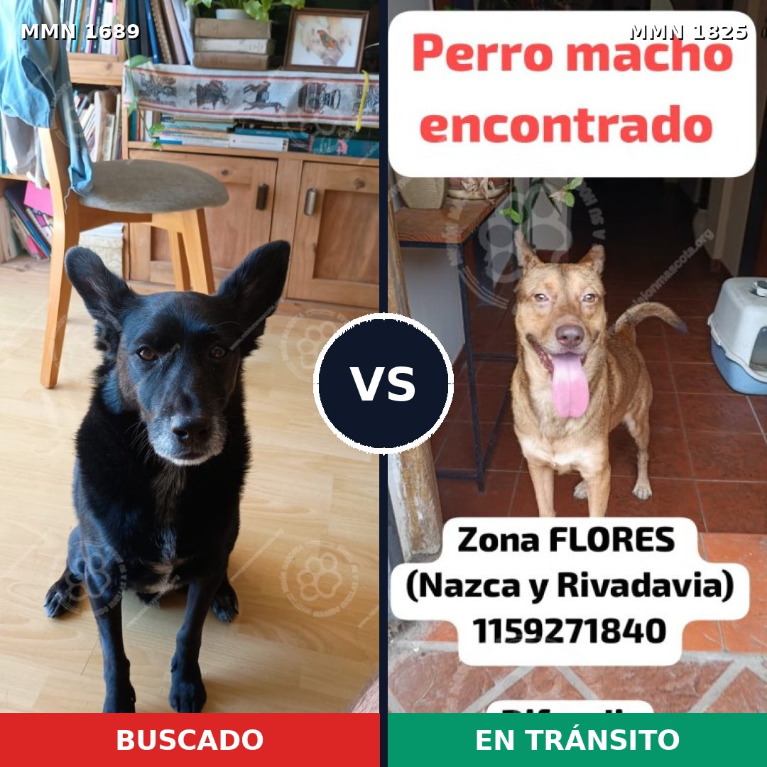 Comparativa MMS 40269: mascota perdida y mascota encontrada, 70% de similitud