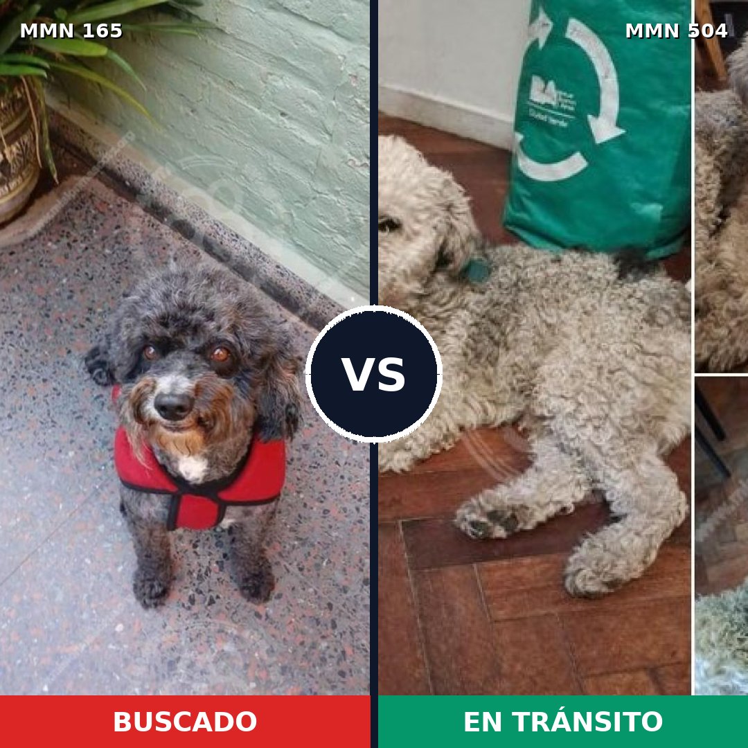 Comparativa MMS 4027: mascota perdida y mascota encontrada, 32% de similitud