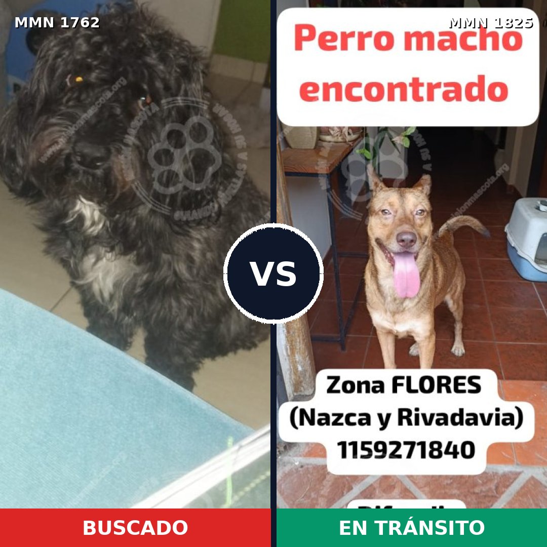 Comparativa MMS 40276: mascota perdida y mascota encontrada, 57% de similitud