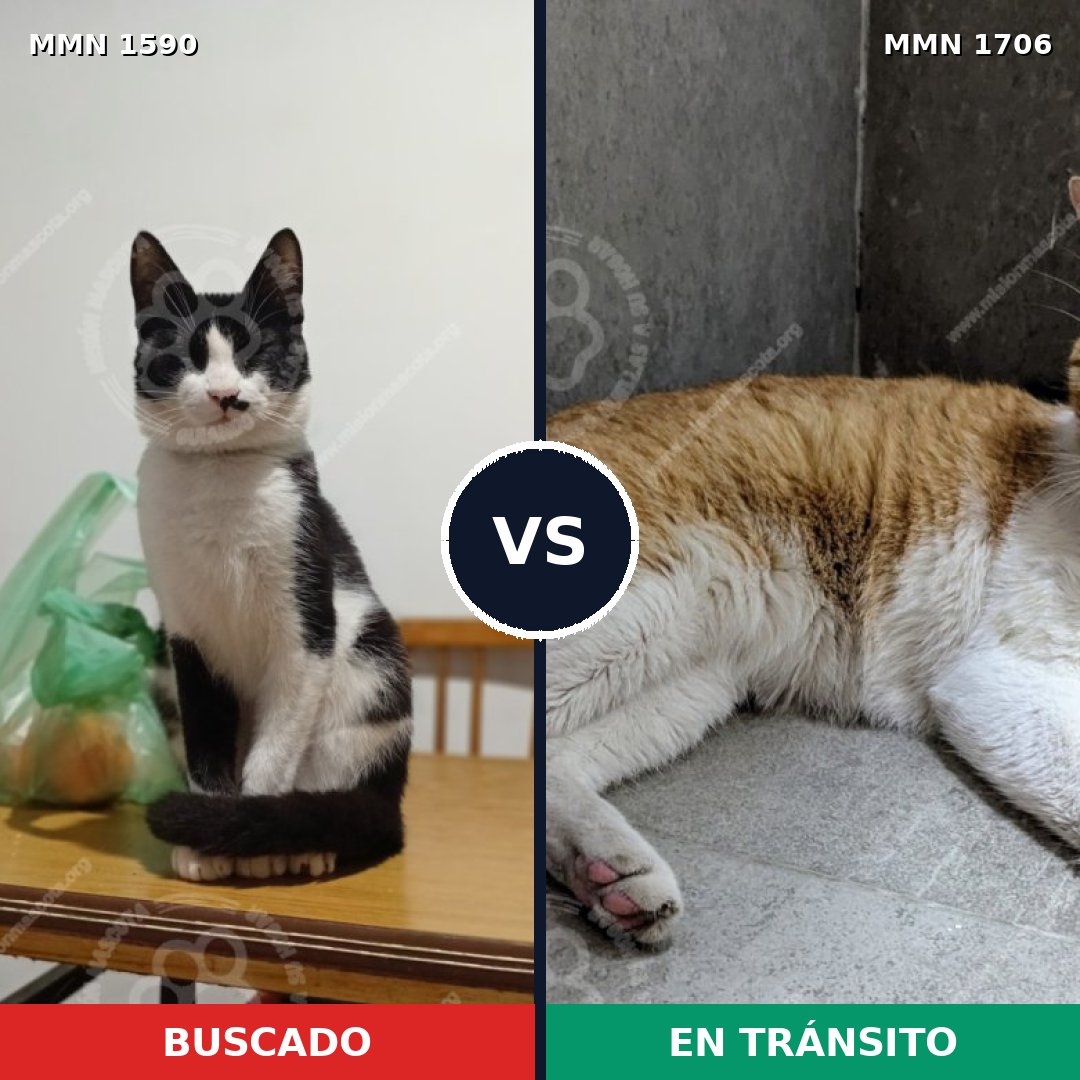 Comparativa MMS 40280: mascota perdida y mascota encontrada, 53% de similitud