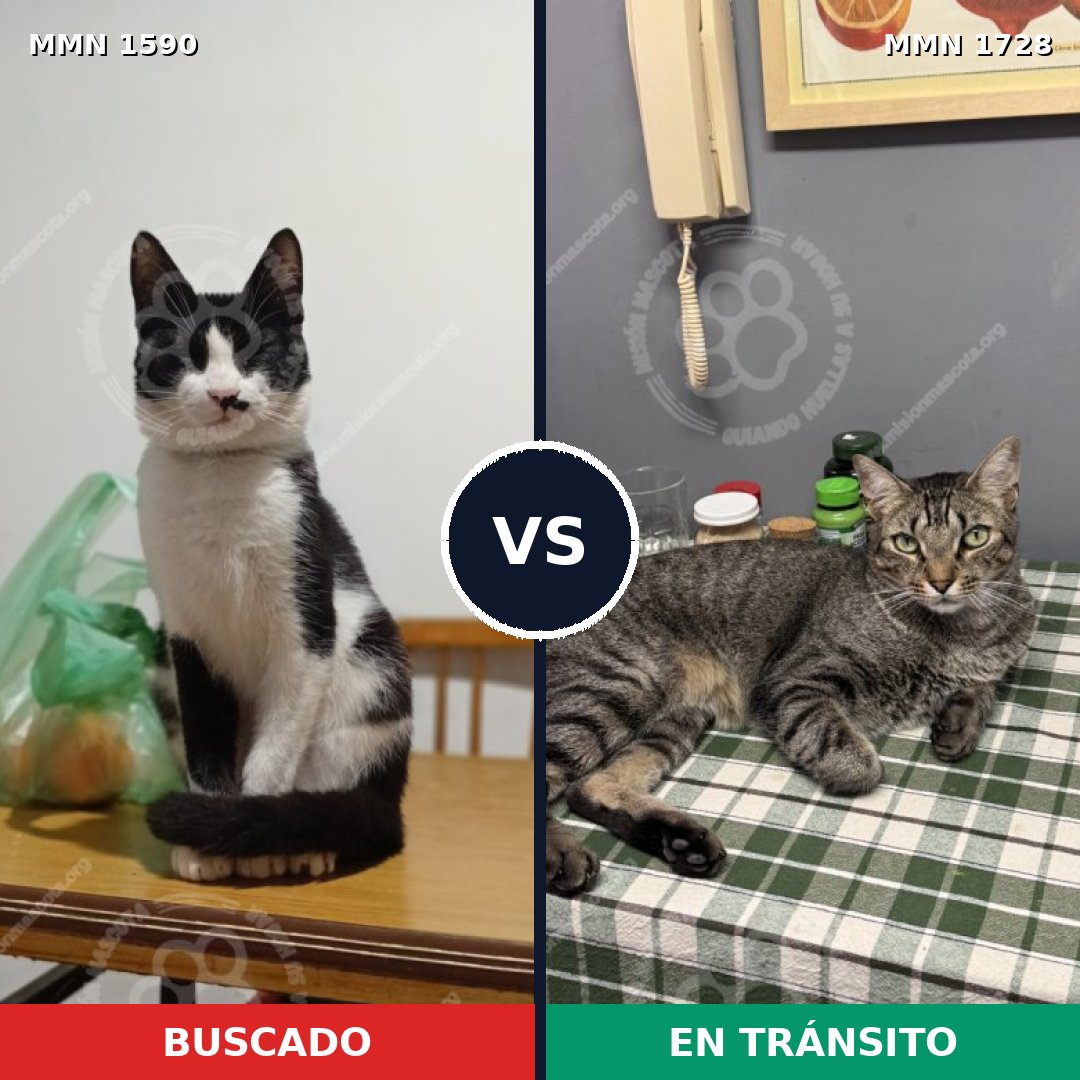 Comparativa MMS 40281: mascota perdida y mascota encontrada, 63% de similitud