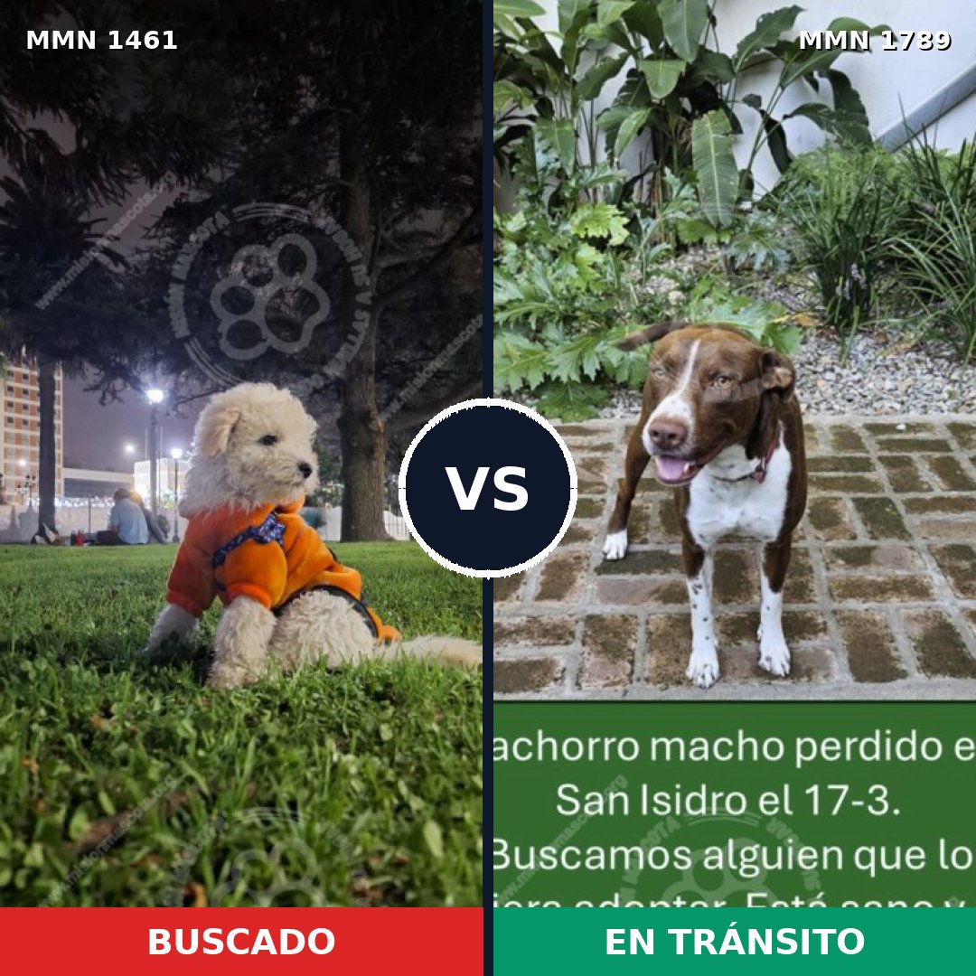 Comparativa MMS 40282: mascota perdida y mascota encontrada, 25% de similitud