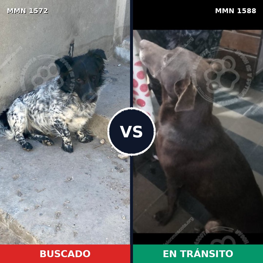Comparativa MMS 40284: mascota perdida y mascota encontrada, 58% de similitud