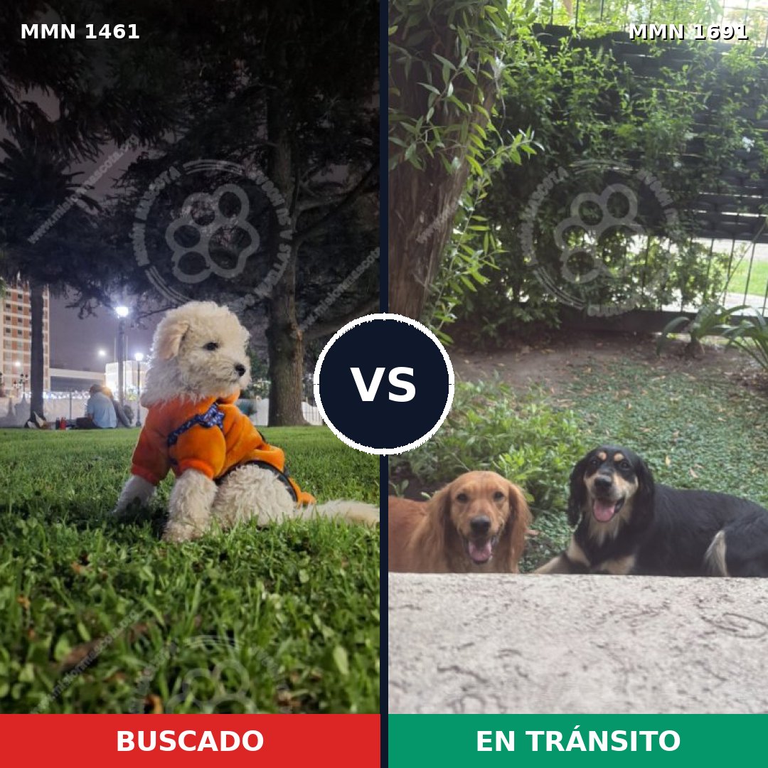 Comparativa MMS 40285: mascota perdida y mascota encontrada, 29% de similitud