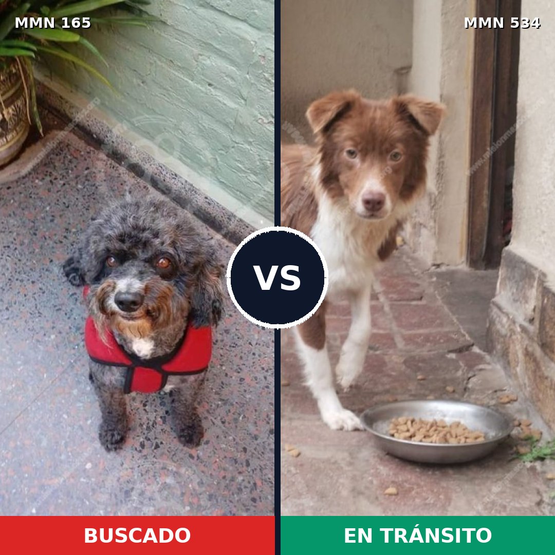 Comparativa MMS 4029: mascota perdida y mascota encontrada, 57% de similitud