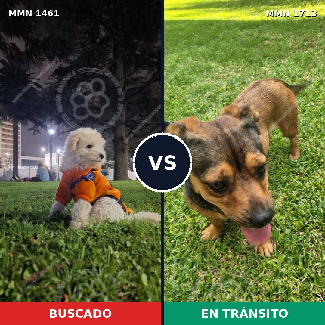 Comparativa MMS 40290: mascota perdida y mascota encontrada, 42% de similitud