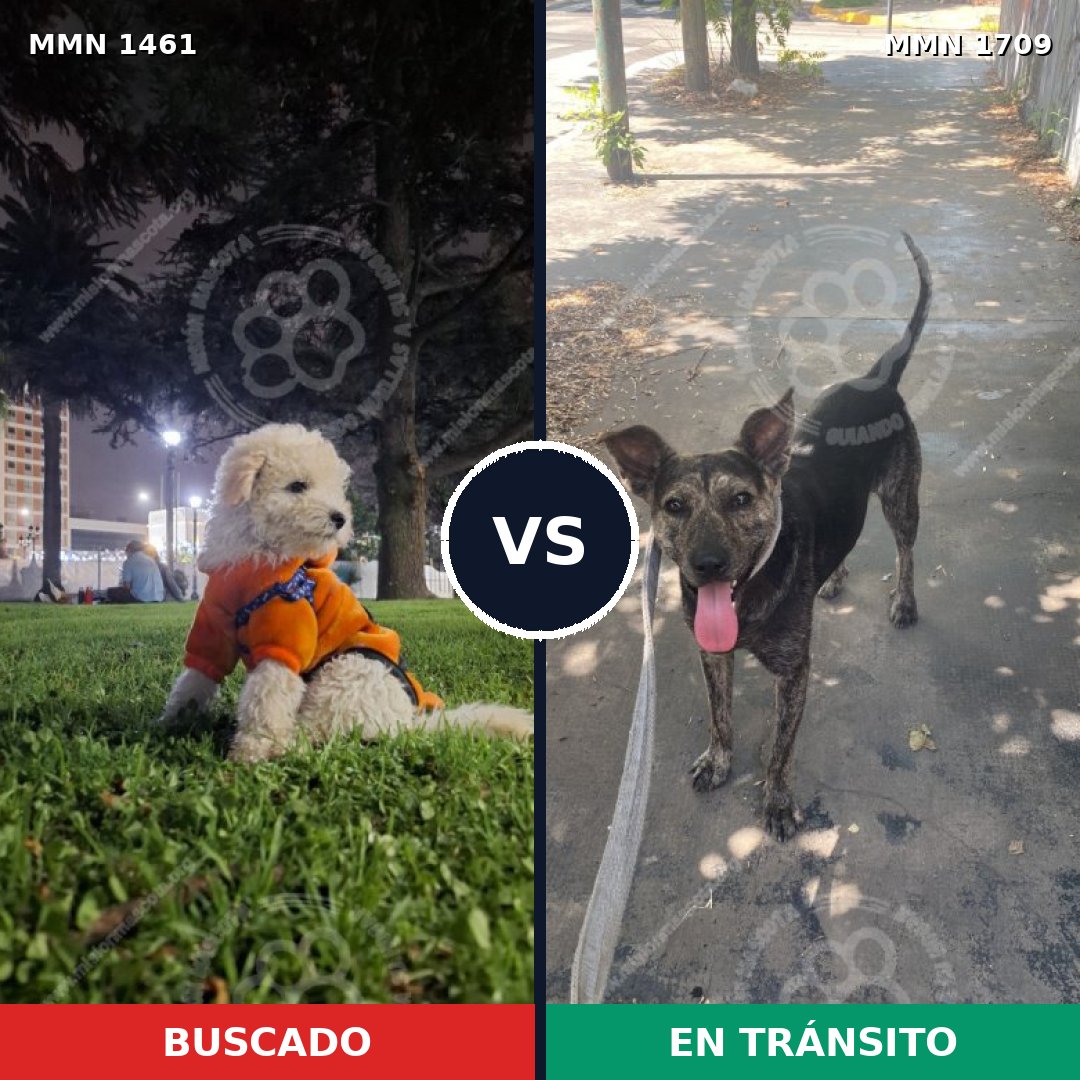 Comparativa MMS 40291: mascota perdida y mascota encontrada, 30% de similitud