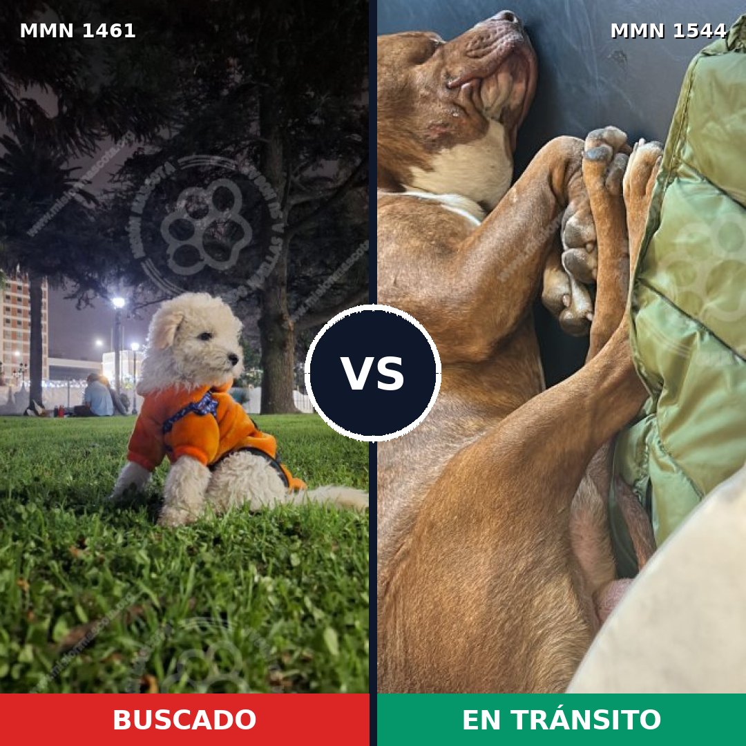Comparativa MMS 40296: mascota perdida y mascota encontrada, 27% de similitud
