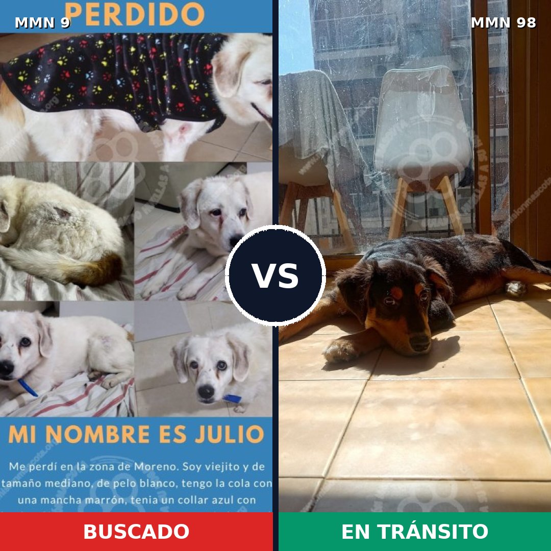 Comparativa MMS 403: mascota perdida y mascota encontrada, 66% de similitud