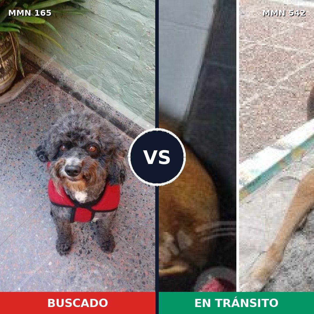 Comparativa MMS 4030: mascota perdida y mascota encontrada, 21% de similitud