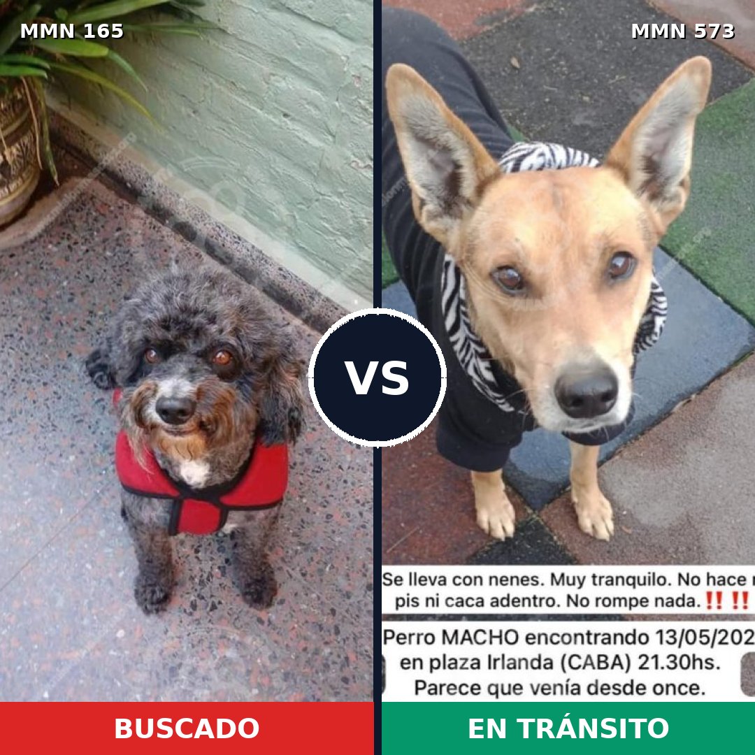 Comparativa MMS 4034: mascota perdida y mascota encontrada, 59% de similitud